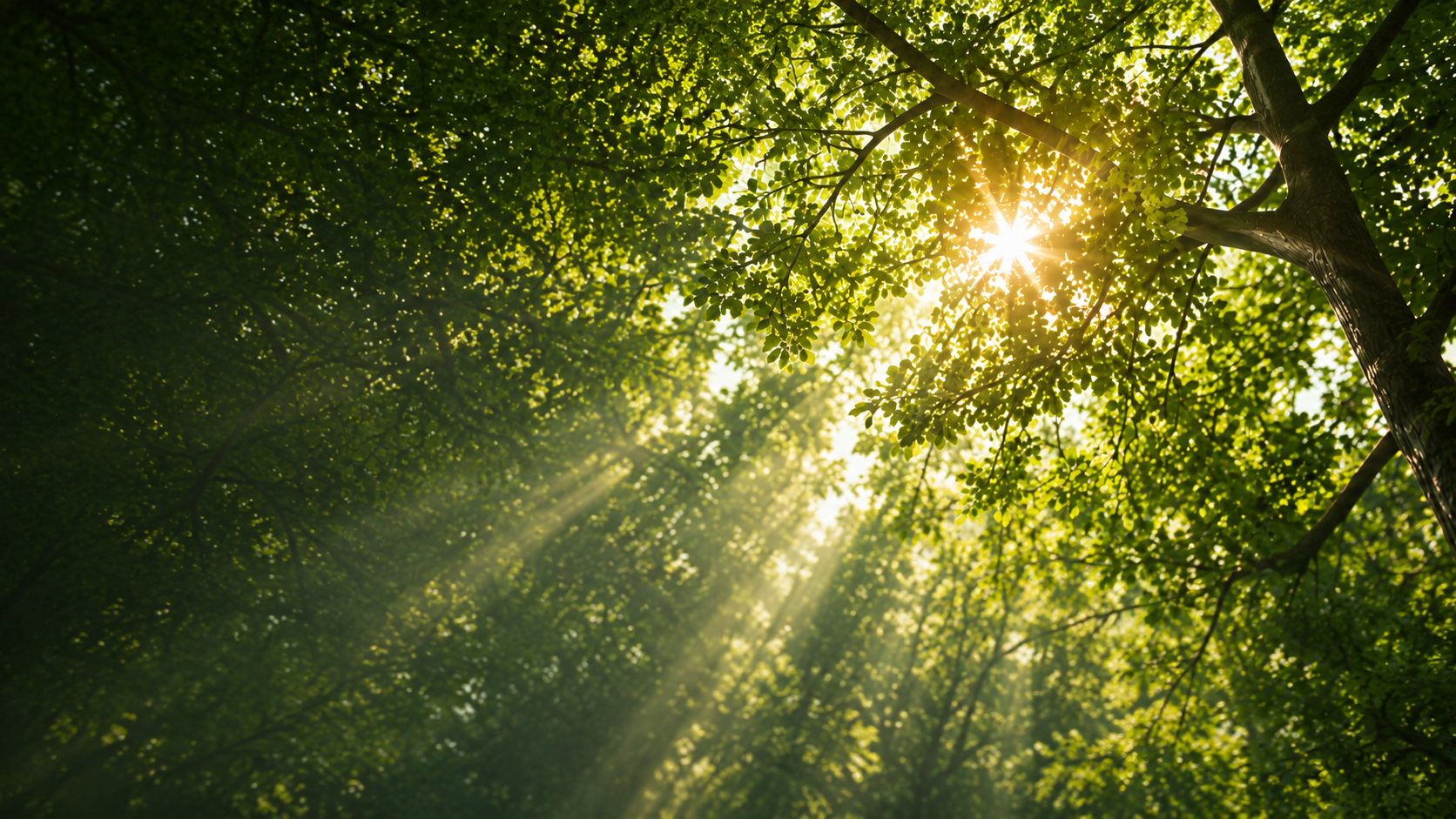 Sunlight filtering through a green tree canopy